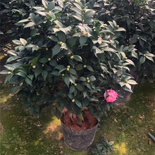 ����ɽ�軨����  ��軨 100-120�׸� ����軨 �����軨