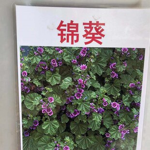 ���w�����l �\���N��  �G�����X����С�X�������X�ϻ����lѿ�ʃ�