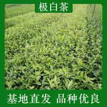 极白茶茶苗9月至5月种植早茶苗茶树苗种植基地全国批发各种茶苗