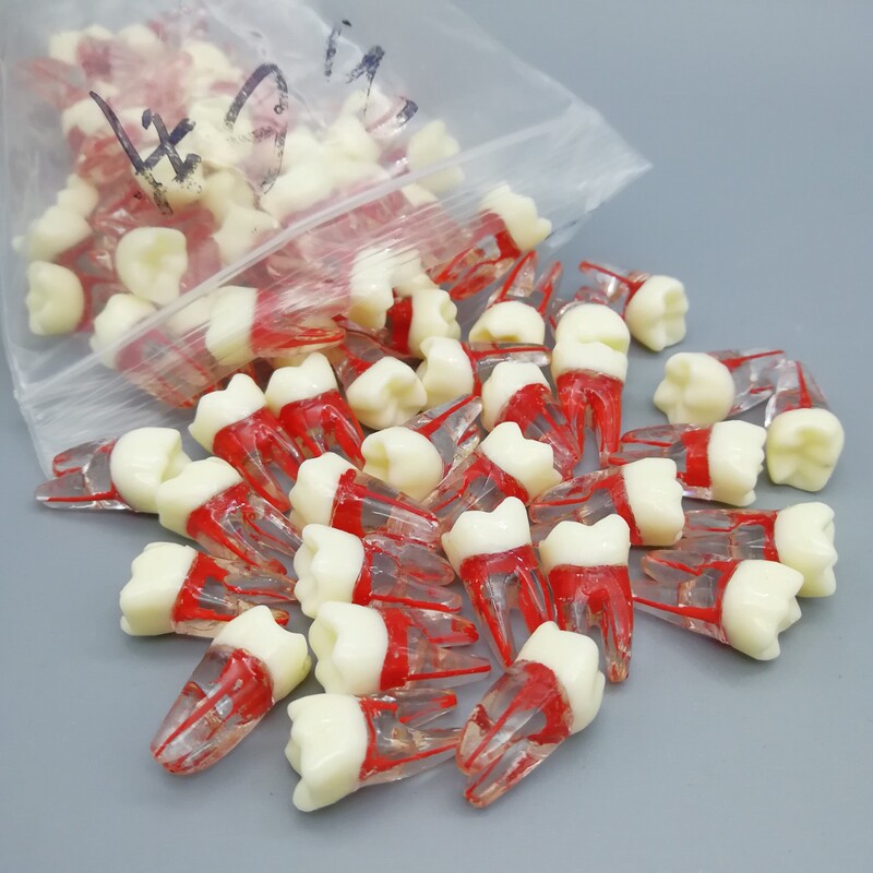 Dental Dental Grains Examination Practice Open Pulp Dental Grains Dental Examination Preparation Dental Grains Dental Model Without Holes