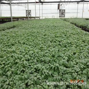 ���t���������l��ɫ��������С��t���ӿ�TY�������x�۹������ԏ�