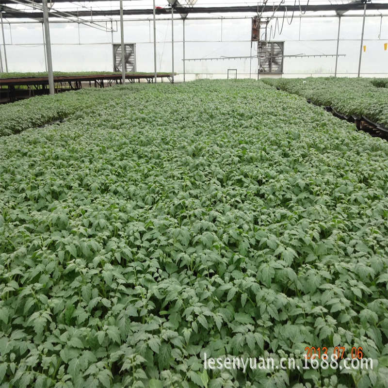 西红柿苗子批发粉色番茄苗子小大红苗子抗TY病毒线虫粉果抗病性强