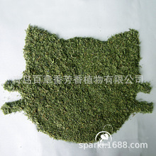 2025 �»�è���ɴ�Ҷ�� ���ٸ�Ҷ���è���ԭ�� ����ֱ������