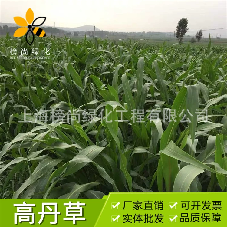 Гао Дан семян трав высокая урожайность кормовых трав семян гибридных Гао Дан Ван семян трав четыре сезона разведения свиней крупного рогатого скота овец Карп семян трав