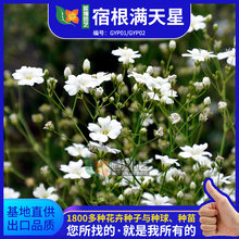 批发满天星种子绿化工程宿根花卉种子花园苗圃育苗花籽阳台盆栽花