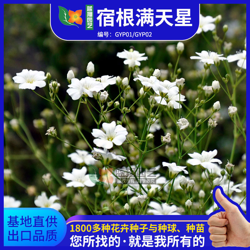 批发满天星种子绿化工程宿根花卉种子花园苗圃育苗花籽阳台盆栽花