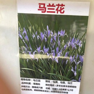 ���l�Sβ���Rɏ  �R�m���N�ӈ@�־G���^���ݻ��N��  �R�A�N��