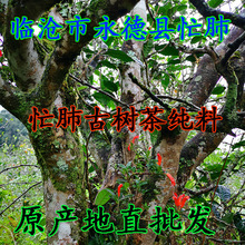 �a�����l����ն�����ɢ��2023�괺���R������æ�Ά�ľ�Ř�較��