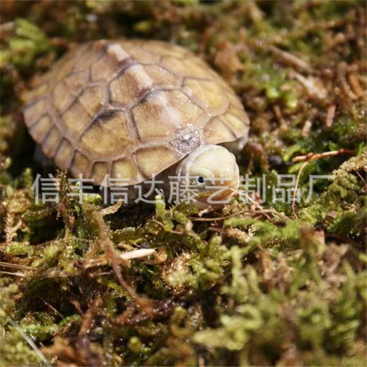 Происхождение тонкий сухой мох водяной мох черепаха домашнее животное зимняя изоляция увлажняющая подушка для выращивания орхидей