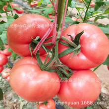 �N�� ���� �t���� ���t��   1000��/���}Ů��