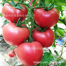 番茄种子西红柿种子越冬耐寒大果抗TY褪绿病毒硬度高粉胜丽101