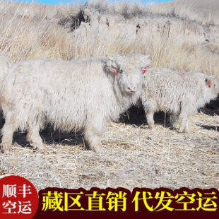 ��ţ�� �ڰ�С��ţ ��ţ�� ��ţ�Ѓr�� �Ȍ��������U��С���