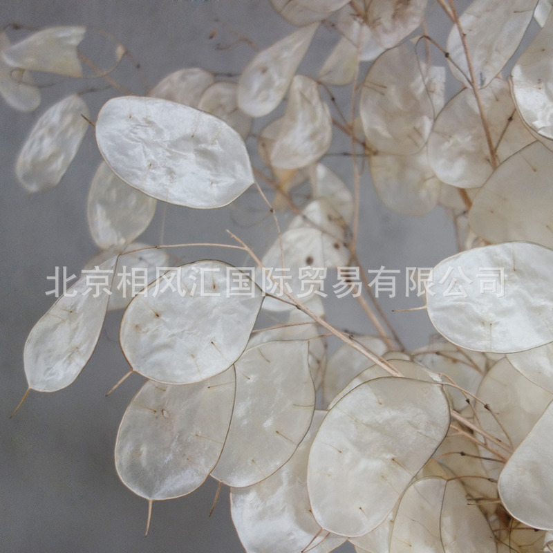 [Silver Fan Leaf] Imported Dried Flowers Silver Fan Grass Silver Coin Leaf Money Flower Big Gold Coin Honest Flower Natural Plant Decoration