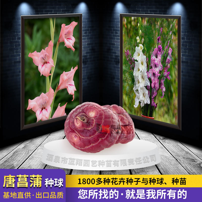 Gladiolus bulb greening project suitable for bulb flower mirror…