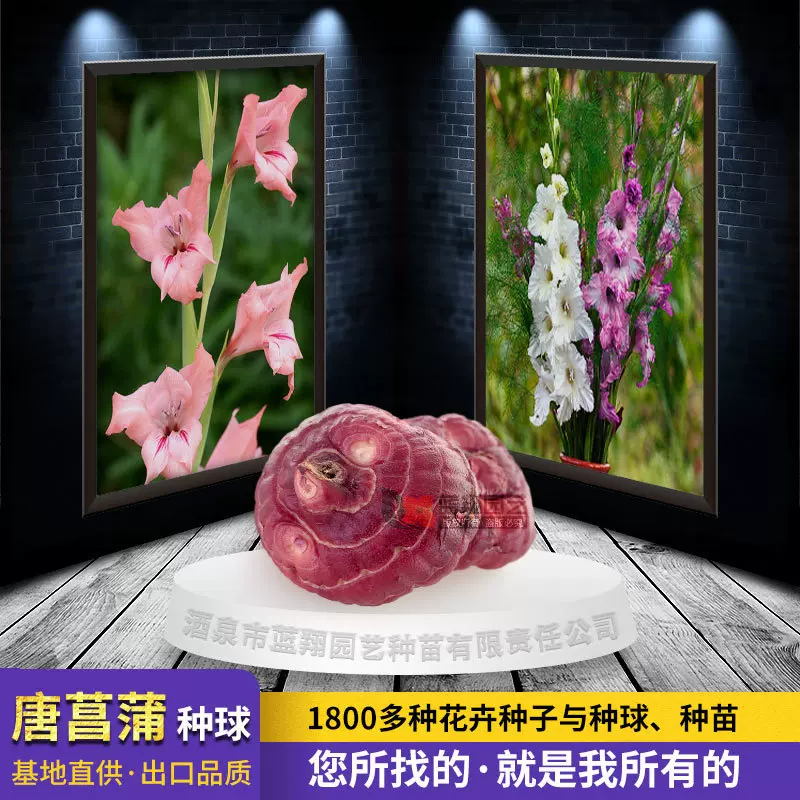 批发唐菖蒲种球绿化工程适用球花镜鲜切花剑兰种球批发源头工厂