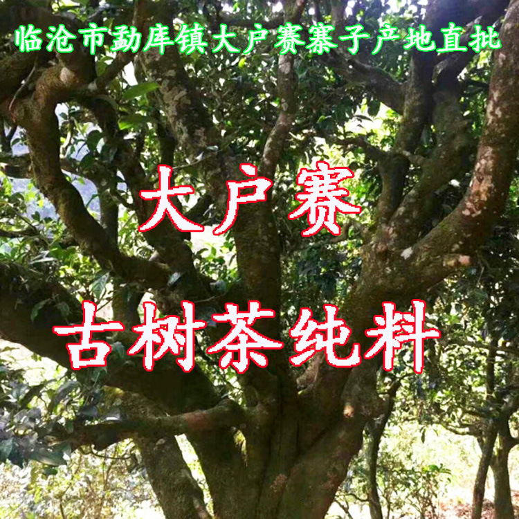 云南普洱茶生茶散茶临沧茶勐库茶大户赛古树茶纯料2023年春茶批发