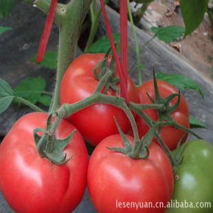 �۹��߲˷N�ӷN�����l���m��TY��ɫ���Ѽѷ�806�߮a����