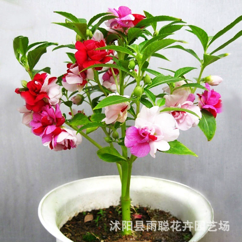 Семена Impatiens Виды магнолии Четыре сезона комнатные балконные цветы Комнатные цветы Растения Цветы Семена