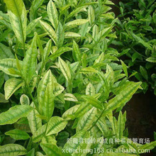 安吉白茶茶苗9月至5月种植早茶苗茶树苗种植基地全国批发各种茶苗