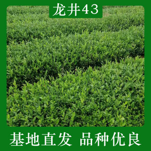 ����43���� ����43���~�� �����G�����㽭���� ���G����� ����