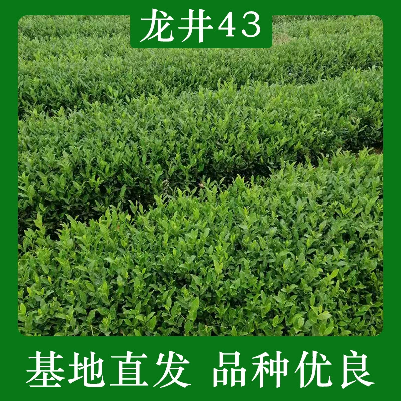 Рассада чая Лунцзин 43 Рассада чая Лунцзин 43 Рассада зеленого чая Лунцзин Рассада чая Чжэцзян Ранний чай Рассада зеленого чая Рассада чая