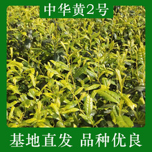 中华黄2号茶苗 中华黄2号茶叶苗 龙井黄茶苗浙江茶苗 早茶茶苗