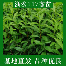 绿茶苗茶苗9月至5月种植早茶苗茶树苗种植基地全国批发各种茶苗