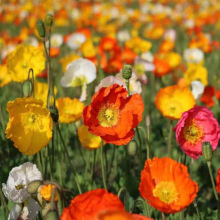 ���l���^�����������޸����ܷN�ӱ��u���������ڻ���ɫ�ﶬ������