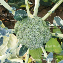 ���m���N���ձ��M��ԭ���b���﹫˾�ͺ����m���N���໨�������߲�