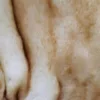 Белый с жёлтыми кончиками
