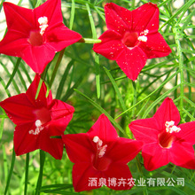 羽叶茑萝种子红五角星花盆栽阳台四季播易活室外庭院花卉爬藤植物