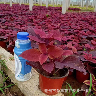 �������l���~�� ɽ�|�ݻ� ��߅���~���ļ��ݻ����l��ɫ��