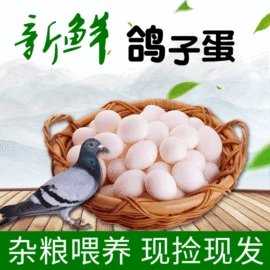鸡蛋;鸡肉类;鹅蛋