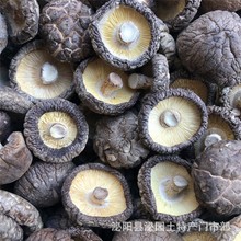 西峡香菇干货新货上市河南蘑菇冬菇规格可选产地批发常年直供散装