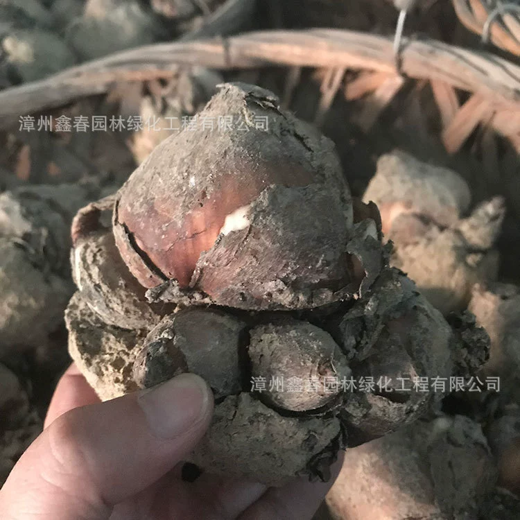 Оптовая продажа луковиц нарцисса, одноколошковых и двухколошковых гидропонных крупных цветочных луковиц, новогодних цветов, произведено и продано фермерами в Чжанчжоу.