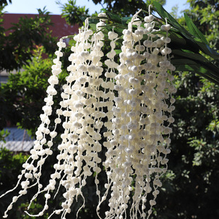 �羳����������ĭ���˜I �廨�[�����컨��Y �b������˹����l