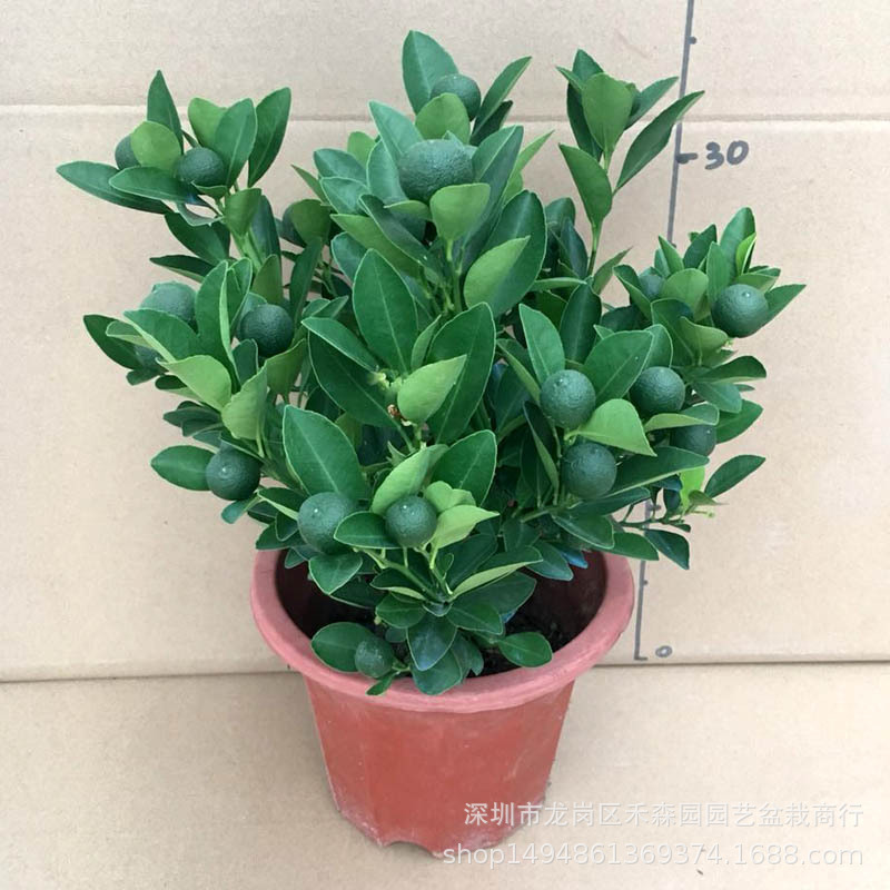 Four Seasons Orange Tree Potted Large Money Orange Seedlings Cinnabar Orange Indoor and Outdoor Balcony Four-Season Evergreen Plant Ornamental Fruit Four Seasons Orange Tree Potted Large Money Orange Seedlings Cinnabar Orange Indoor and Outdoor Balcony Four-Season Evergreen Plant Ornamental Fruit
