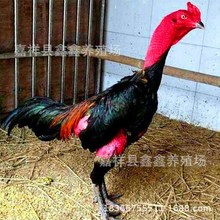 纯种斗鸡苗活体 越南鬼子斗鸡厂家批发价格 脱温散养改良斗鸡活体