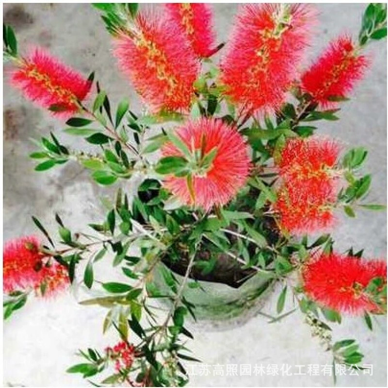 Красное акациевое дерево для ландшафтного дизайна и украшения сада в Чэнду.