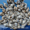 14-26mm imitation conch-shaped plastic beads DIY beaded holes, conch shell beads hanging hole conch jewelry