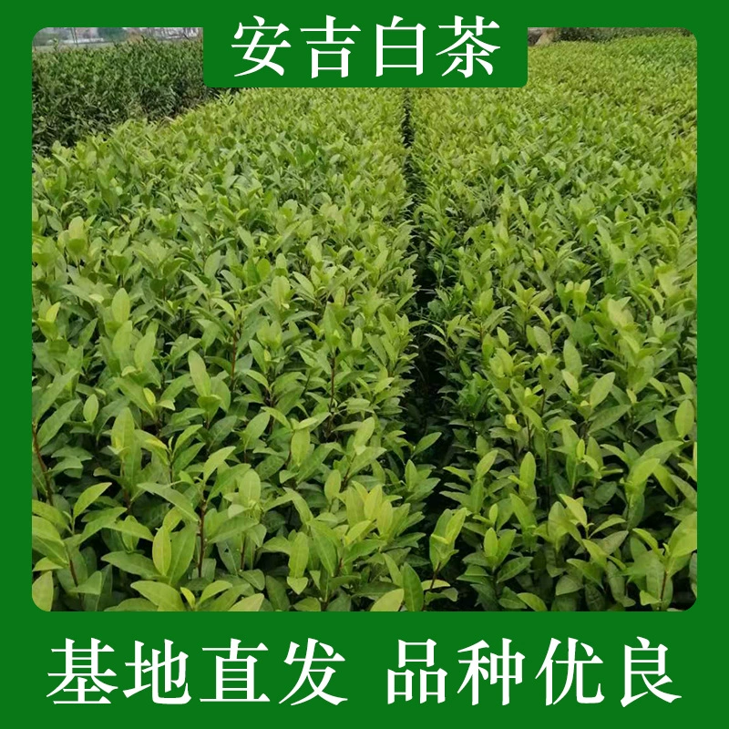 Мяо белого чая Анжи Мяо белого чая Анжи Мяо зеленого чая Лунцзин Мяо зеленого чая Чжэцзян Мяо чай утренний чай зеленый чай