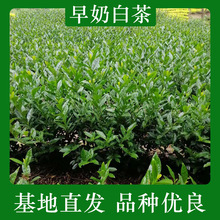 早奶白茶茶苗9月至5月种植早茶苗茶树苗种植基地全国批发各种茶苗