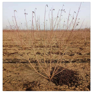 ɽ�|��ľ�������l������l�� 5-8��֦��l�����lҎ���Rȫ���󃞻�