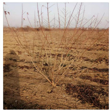 山东低价出售各种规格茶条槭绿化树苗 丛生茶条槭树价格优惠