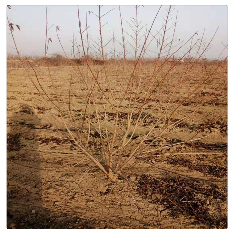 山东低价出售各种规格茶条槭绿化树苗 丛生茶条槭树价格优惠