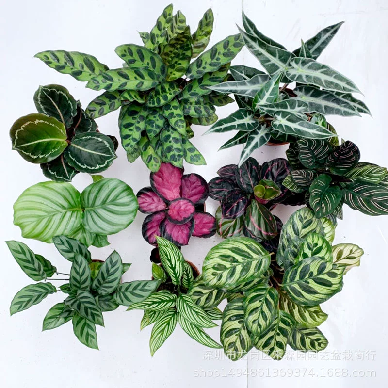 Базовая Прямая поставка Geely красное Горшечное Зеленое яблоко двойной леопард Павлин LCL небольшой горшок смешанный цвет Красивая Маранта