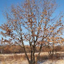 Ll|ɹřɹřrҎɹř СɹřС