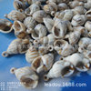 14-26mm imitation conch-shaped plastic beads DIY beaded holes, conch shell beads hanging hole conch jewelry