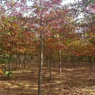 红橡树苗 娜塔莉红橡树种植基地出售5-15公分北美红栎红橡树-阿里巴巴