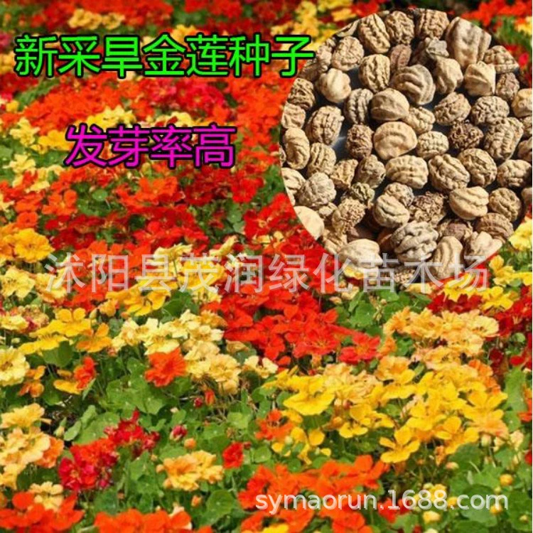 Садовый цветок Семена растений Сухие семена лотоса Семена балкона зеленые семена